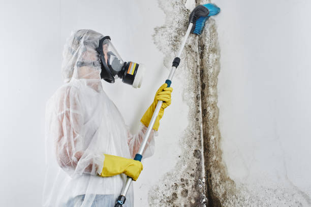 Best Mold Remediation for Specific Building Types in Cascades, VA