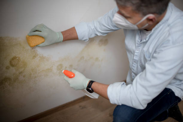 Best Insurance-Related Mold Remediation in Cascades, VA