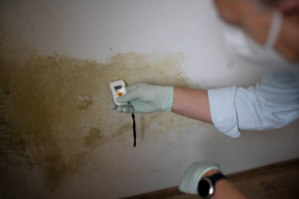 Best Mold Testing and Inspection Services in Cascades, VA
