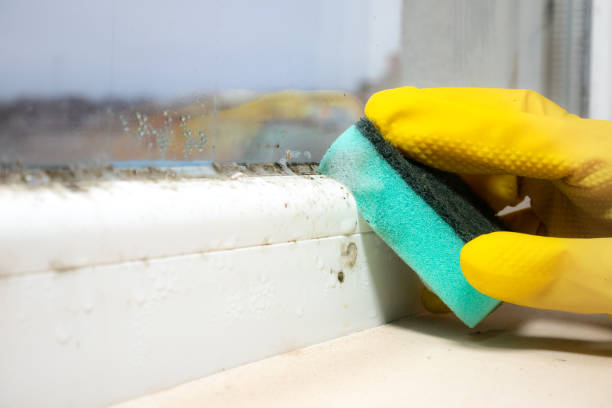 Best Black Mold Remediation in Cascades, VA