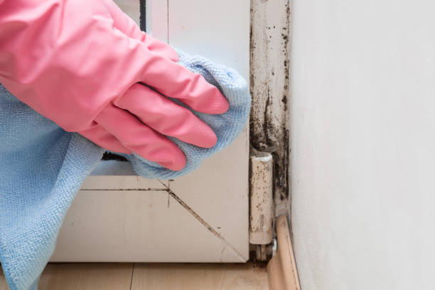 Best DIY Mold Remediation Support Services in Cascades, VA